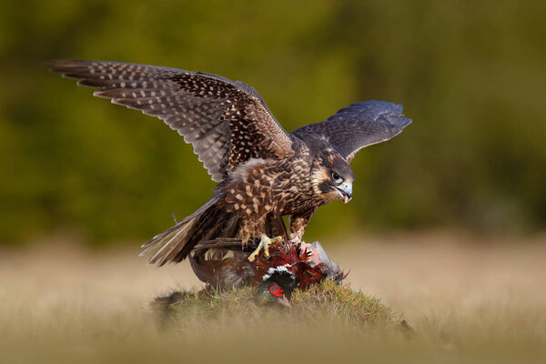 Peregrine falcon with caught kill Pheasant. Beautiful bird of prey feeding on killed big bird on the green mossy rock with dark forest in background. Bird carcas on the forest madow. Wildlife behaviou