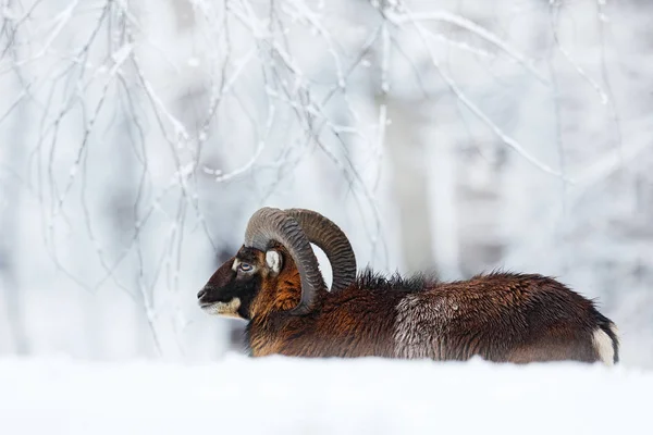 Mouflon 、 Ovis orientalis 、雪の自然生息地で角の動物。チェコ共和国の大きな角を持つ哺乳類のクローズアップ肖像画。冷たい雪の木の植生、白の自然。森の中の雪の冬. — ストック写真