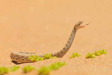 Bitis peringueyi, P ringuey's Adder, Namibya kum çölünden zehirli yılan. Doğa habitat küçük engerek, Afrika'da Namib-Naukluft Park. Doğadan vahşi yaşam sahnesi, sürüngen davranışı, güneşli bir gün.