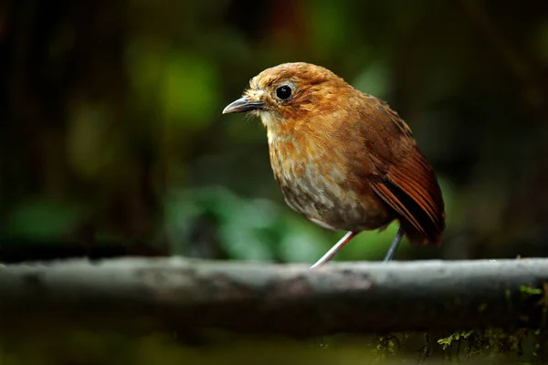 Grallaria rufula saltuensis, Rufous Antpitta, bird from Colombia. Rare bird in the nature. Birdwatching in Colombia, South America, antpitta in the habitat, sitting on the branch. — Stock Photo, Image
