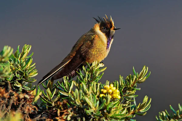 Bearded helm-Crest, Oxypogon guerinii stuebelii, mooie kuif Kolibrie uit Colombia. Vogel uit Los Nevados National Park. Dier in de natuur habitat. — Stockfoto