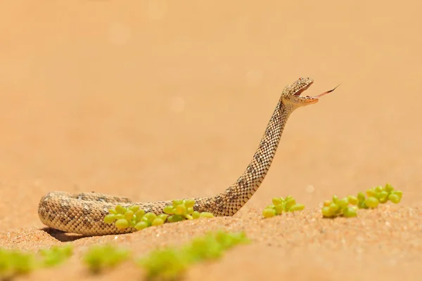 Bitis peringueyi, Adder, cobra venenosa do deserto de areia da Namíbia. Viper pequeno no habitat natural, Parque Namib-Naukluft na África. Cena de vida selvagem da natureza, comportamento de répteis, dia ensolarado . — Fotografia de Stock