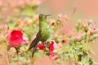 Eriocnemis mosquera, altın göğüslü Puffleg, yeşil ve altın sinekkuşu doğa habitat. Kuş ile kırmızı ve yeşil çiçek bitki örtüsü, Kolombiya Los Nevados dağ, Güney Amerika. 