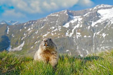 Şirin şişman hayvan Marmot, İtalya, Alp 'teki doğa kaya habitatıyla çimlerin üzerinde oturuyor. Vahşi doğadan vahşi yaşam sahnesi. Komik görüntü, Marmot 'un ayrıntıları..