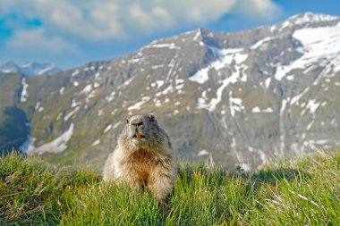 Cute fat animal Marmot, sitting in the grass with nature rock mountain habitat, Alp, Italy. Wildlife scene from wild nature. Funny image, detail of Marmot. clipart