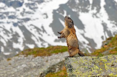 Şirin şişman hayvan Marmot, İtalya, Alp 'teki doğa kaya habitatıyla çimlerin üzerinde oturuyor. Vahşi doğadan vahşi yaşam sahnesi. Komik görüntü, Marmot 'un ayrıntıları..