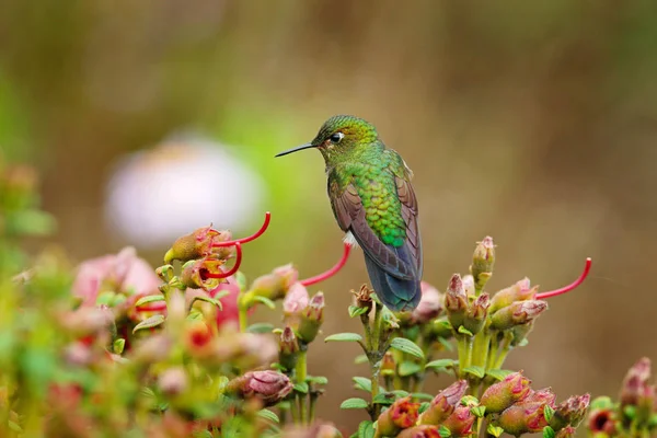 Zanzara Eriocnemis, Cofano dal petto d'oro, colibrì verde e oro nell'habitat naturale. Vegetazione di fiori rossi e verdi con uccelli, montagna di Los Nevados in Colombia, Sud America . — Foto Stock