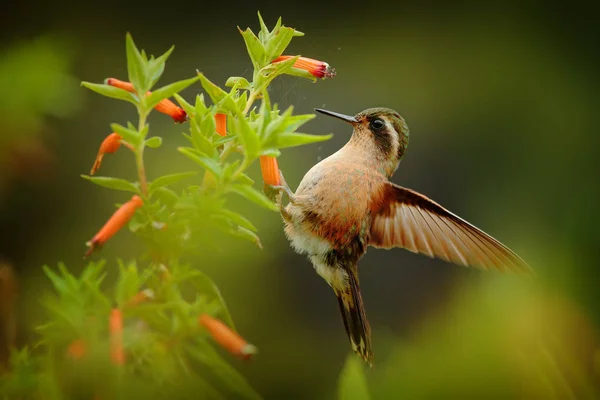 Tropická zvěř. Hummingbird pije nektar z růžové květiny. Místo krmení se skvrnitý Hummingbirkem. Pták z kolumbijského tropického lesa. Exotický pták s květinou v lese. — Stock fotografie