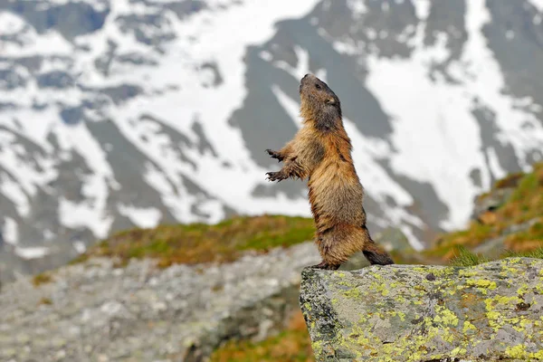 Słodkie tłuste zwierzę Marmot, siedzi w trawie z naturalnej skały siedlisko górskie, Alp, Włochy. Scena z dziką przyrodą. Zabawny obraz, detal Marmota. — Zdjęcie stockowe
