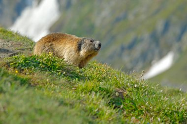 Şirin şişman hayvan Marmot, İtalya, Alp 'teki doğa kaya habitatıyla çimlerin üzerinde oturuyor. Vahşi doğadan vahşi yaşam sahnesi. Komik görüntü, Marmot 'un ayrıntıları..