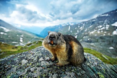 Şirin şişman hayvan Marmot, İtalya, Alp 'teki doğa kaya habitatıyla çimlerin üzerinde oturuyor. Vahşi doğadan vahşi yaşam sahnesi. Komik görüntü, Marmot 'un ayrıntıları..