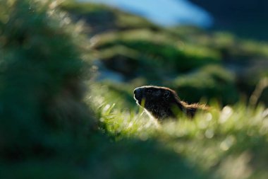 Şirin şişman hayvan Marmot, İtalya, Alp 'teki doğa kaya habitatıyla çimlerin üzerinde oturuyor. Vahşi doğadan vahşi yaşam sahnesi. Komik görüntü, Marmot 'un ayrıntıları..