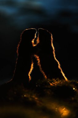 Şirin şişman hayvan Marmot, İtalya, Alp 'teki doğa kaya habitatıyla çimlerin üzerinde oturuyor. Vahşi doğadan vahşi yaşam sahnesi. Komik görüntü, Marmot 'un ayrıntıları..