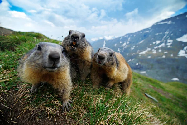 Mignon animal gras Marmot, assis dans l'herbe avec habitat de montagne rocheuse nature, Alpes, Italie. Scène animalière de nature sauvage. Image drôle, détail de Marmot. — Photo