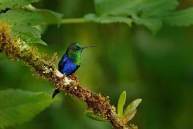 Kolombiya 'nın çiçek açan Kolombiya' sında sinekkuşu, Kolombiya, tropik ormandan gelen vahşi yaşam. Doğadan vahşi yaşam sahnesi. Pembe çiçekli sinekkuşu, uçuyor.