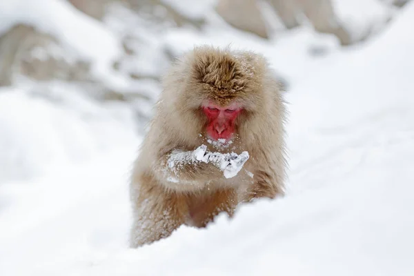 Opičák japonský Macaque, Macaca fuscata, sedící na sněhu, Hokkaido, Japonsko. — Stock fotografie