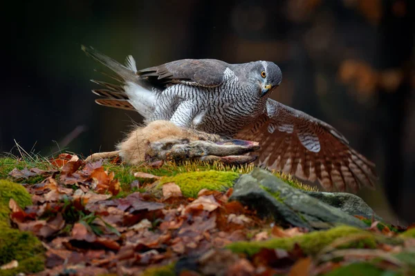 Állati viselkedés, vadon élő állatok jelenet a természetből. Goshawk a narancs növényzet. Goshawk, Accipiter gentilis, etetés a megölt nyúl az erdőben. Ragadozó madár szőrme fogás az élőhely, ősz — Stock Fotó