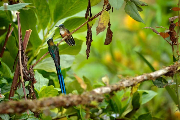 Humminbird frm Kolumbia a virágzó virág, Kolumbia, vadvilág a trópusi dzsungelben. Vadvilági jelenet a természetből. Kolibri rózsaszín virággal, repülés közben. — Stock Fotó