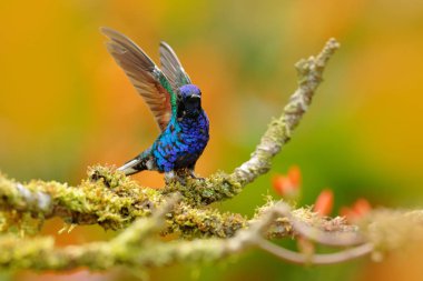 Doğa habitat, Ekvador güzel parlak ve ışıltılı kuş. Kadife-mor Coronet, Boissonneaua jardini, koyu mavi ve siyah sinekkuşu tropikal ormanda yeşil liken dalı üzerinde oturan.