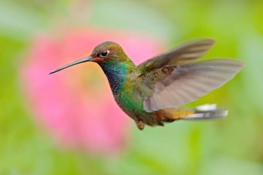 Tropik doğadan gelen vahşi yaşam. Çiçekli sinekkuşu. Rufous-gaped Hillstar, Urochroa bougueri, ping çiçek, yeşil ve sarı arka plan, Bird pembe çiçek, Kolombiya gelen nektar emme. 