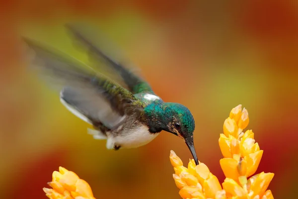 Jacobino de cuello blanco, Florisuga mellivora, colibrí pajarito azul y blanco volando junto a hermosa flor naranja con fondo de bosque verde y naranja, Colombia . — Foto de Stock