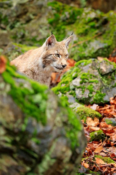 Λυγξ στο δάσος. Κάθεται Ευρασιατική άγρια γάτα στο πράσινο χορταριασμένη πέτρα, πράσινο φόντο. Άγρια γάτα σε ther φύση βιότοπος, Τσεχική, Ευρώπη. — Φωτογραφία Αρχείου