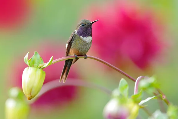 꽃 꽃, 콜롬비아, 열대 정글에서 야생 동물콜롬비아에서 벌새. 자연에서 야생 동물 장면입니다. 분홍색 꽃과 벌새, 비행. 보라색 목이 있는 우드스타 칼리플록스 미첼리. — 스톡 사진