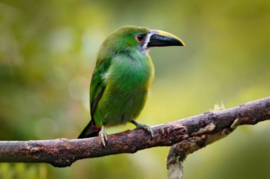 Toucanet, Aulacorhynchus prasinus, doğa habitat, Kolombiya yeşil toucan. Tropik ormandan vahşi yaşam sahnesi. Dalda oturan yeşil kuş. Ormanda mavi boğazlı Toucanet.