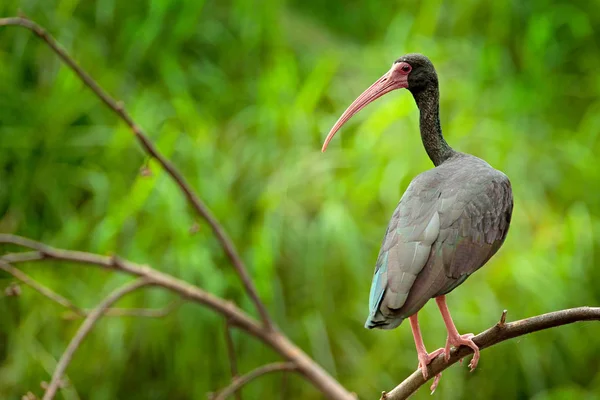 Whispering ibis, Phimosus infuscatus, ciemny ptak siedzi na gałęzi w siedlisku przyrodniczym, Santuario de fauna, Kolumbia. Czarny ptak z czerwonym rachunku w siedlisku przyrodniczego. — Zdjęcie stockowe