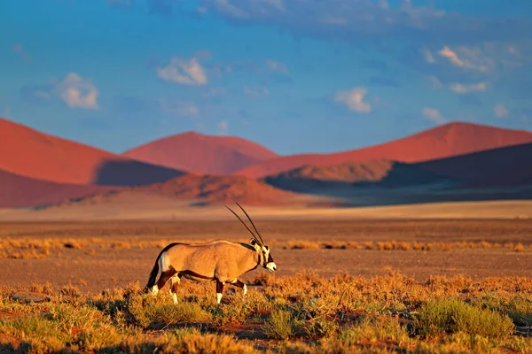 Oryx med apelsin sanddyn kvälls solnedgång. Gemsbok, Oryx Gazella, stora antilop i Nature Habitat, Sossusvlei, Namibia. Vilda djur i savannen. Djur med stora raka horn hornet. — Stockfoto