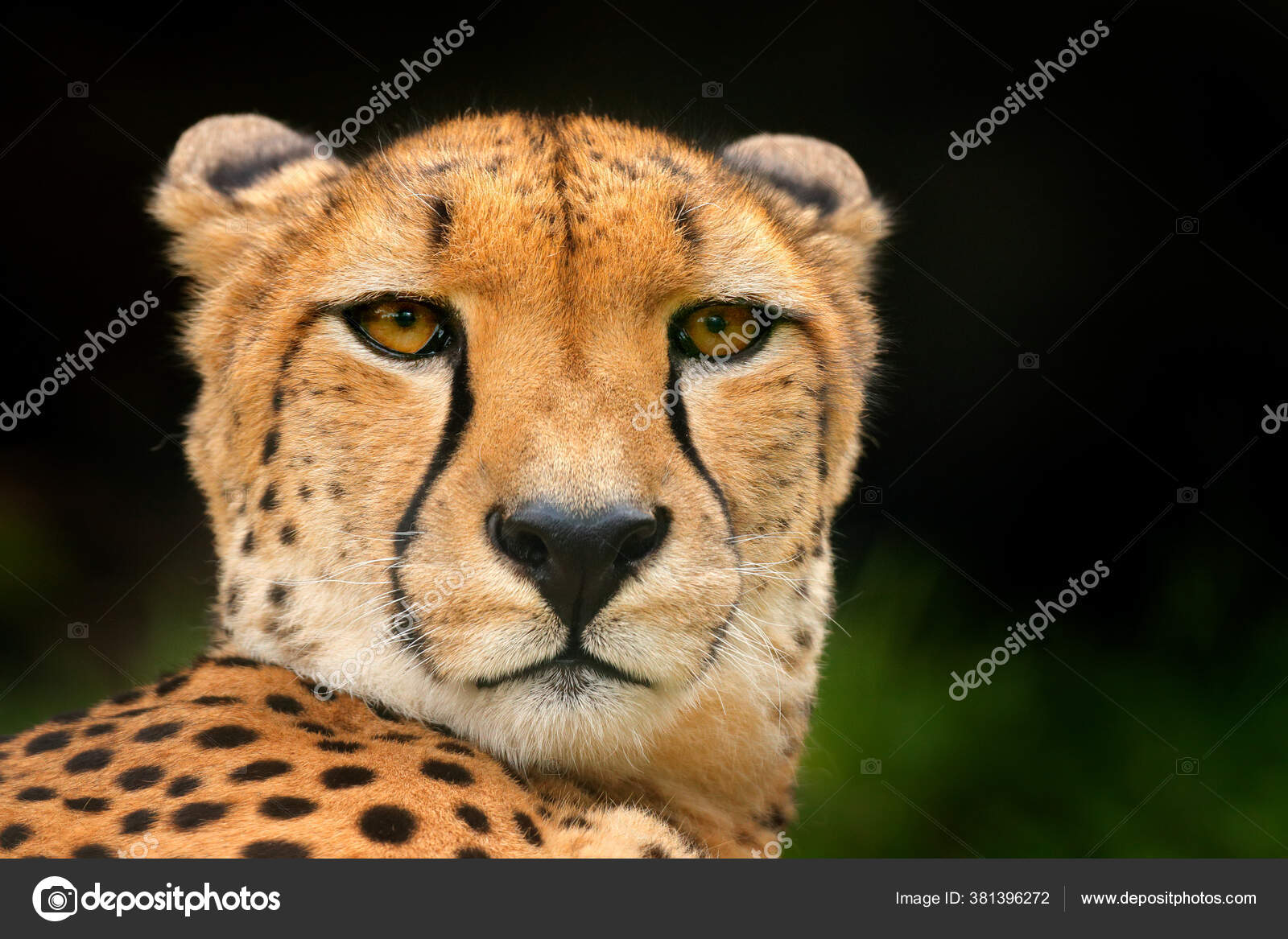 Cheetah Face Acinonyx Jubatus Detail Close Portrait Wild Cat Fastest Stock  Photo by ©OndrejProsicky 381396272