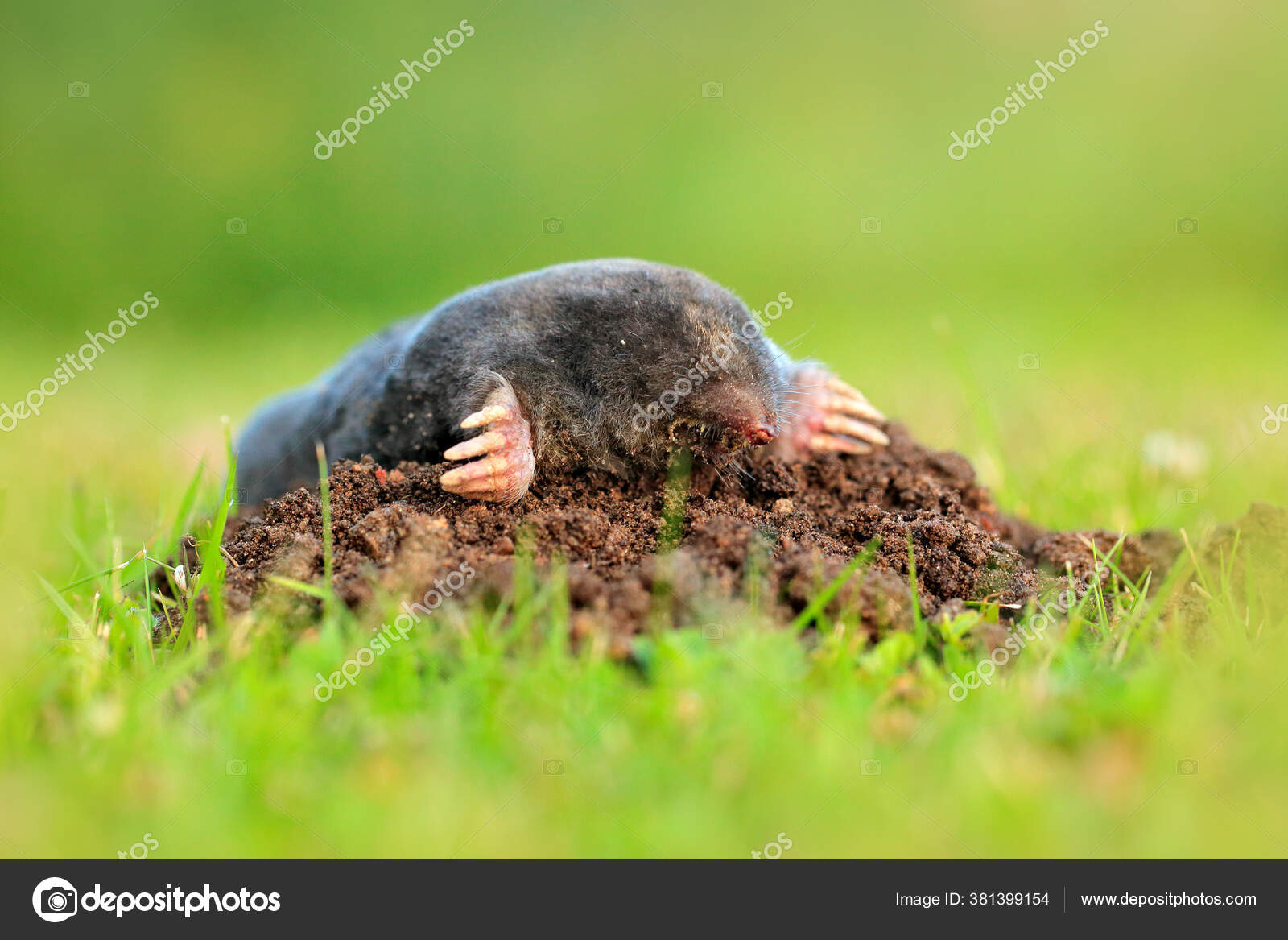 Mole Talpa Europaea Crawling Out Brown Molehill Green Grass Background  Stock Photo by ©OndrejProsicky 381399154