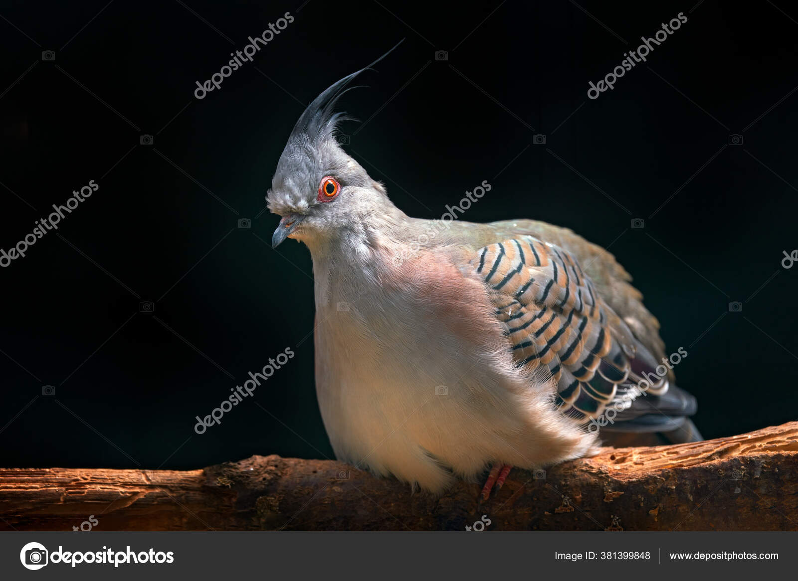 2025 볼리비아 인기 들새 관찰 | 겟유어가이드 | GetYourGuide, image size:1600x1166