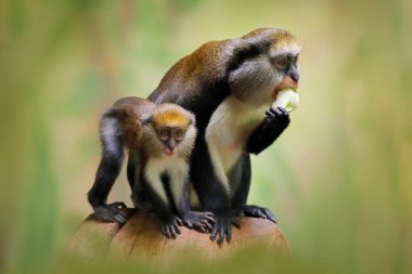 Meyve besleyen bir aile. Campbell 'ın Mona maymunu ya da Campbell' ın guenon maymunu Cercopithecus kampbelli, doğal ortamında. Fildişi Sahili, Gambiya, Gana, tropik Afrika 'dan primat