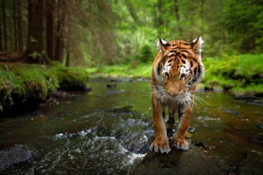 Tiger, wide angle in the forest river. Amur tiger walking in the water. Dangerous animal, tajga, Russia. Siberian tiger, wide lens angle view of wild animal. Big cat in nature habitat. clipart