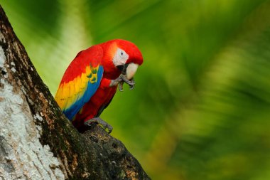 Orman habitatında bir çift büyük papağan Scarlet Macaw, Ara macao. Kuş sevgisi. Kosta Rika 'da dalda oturan iki kırmızı kuş. Tropikal orman doğasından vahşi yaşam aşk sahnesi.