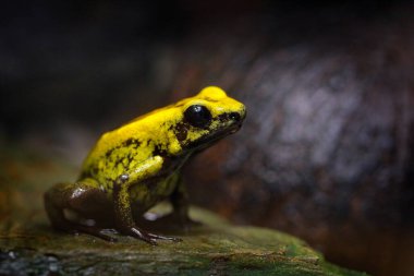 Phylloates terribilis, Golden Poison Frog, tropikal doğada sarı zehirli kurbağa. Doğadaki küçük Amazon kurbağası. Kolombiya 'dan vahşi yaşam sahnesi. Amazonyalı tehlikeli zehirli kurbağa.