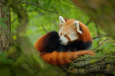 Panda yeşil yapraklarla ağaçta yatıyor. Ailurus fulgens, kırmızı panda, detaylar Nepal dağ ormanlarından bir hayvanın portresini gösteriyor. Vahşi yaşam doğası. Asya 'daki yaşam alanı çok güzel bir hayvan. Sevimli hayvan..