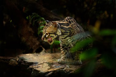 Yeşil tropikal ormandaki dalda oturan güzel bir kedi. Ayrıntılı portre kedi margay, Leopardus wiedii, tropikal ormanda. Doğa habitatındaki hayvanlar. Kosta Rika 'da vahşi yaşam. 