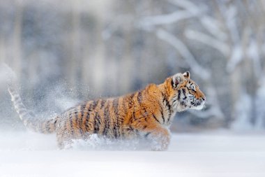 Kaplan, Rusya 'da soğuk kış mevsimi. Vahşi Amur kedisiyle kar taneleri. Kaplan karı vahşi kış doğasında koşar. Sibirya kaplanı, Panthera tigris altaica. Tehlikeli hayvanlarla aksiyon sahnesi. 