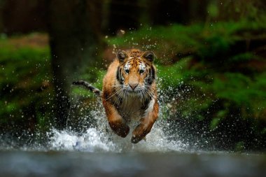 Amur kaplanı Sibirya 'da suda koşuyor. Tehlikeli bir hayvan, Tacga, Rusya. Yeşil orman akıntısında bir hayvan. Sibirya kaplanı su sıçratıyor.