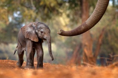 Mana Havuz NP 'sinde yavru fille birlikte, Afrika' da Zimbabwe 'de. Eski ormanda büyük bir hayvan, akşam ışığı, güneş batışı. Doğadaki büyülü vahşi yaşam sahnesi. Afrika bebek fili güzel bir yaşam alanında.