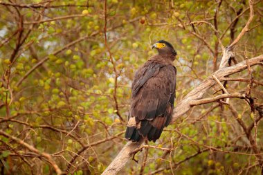 İbikli yılan kartalı, orman ortamında gövdeye tünemiş bir şekilde av arıyor. Wilpattu Milli Parkı, Sri Lanka 'dan vahşi yaşam fotoğrafçılığı.