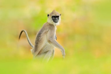Sri Lanka 'nın vahşi yaşamı. Ortak Langur, Semnopithecus entellus, turuncu tuğla binadaki maymun, vahşi yaşam.