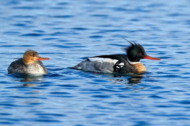 Kırmızı göğüslü merganser, Mergus serrator, su kuşu dalış ördeği, testerelerden biri, erkek ve dişi - çift. Merganser, okyanus yüzeyi, mavi su. Japonya, Hokkaido 'da deniz kuşu. Doğadan vahşi yaşam sahnesi.
