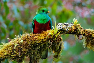 Quetzal, Pharomachrus mocinno, yeşil ormanlı Costa Rica 'dan. Muhteşem kutsal mistik yeşil ve kırmızı kuş. Orman habitatında saygın Quetzal. Kosta Rika 'dan Widlife sahnesi.