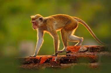 Toque macaque, Macaca sinica, akşam güneşli maymun, ağaç dalında oturuyor. Doğa habitatı Macaque, Wilpattu NP, Sri Lanka. Asya 'dan vahşi yaşam sahnesi. Arka planda güzel bir orman.