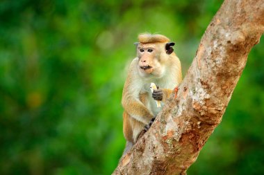 Toque macaque, Macaca sinica, akşam güneşli maymun, ağaç dalında oturuyor. Doğa habitatı Macaque, Wilpattu NP, Sri Lanka. Asya 'dan vahşi yaşam sahnesi. Arka planda güzel bir orman.