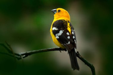 Sarı grosgaga, Pheucticus chrysopeplus, ormandaki dalda oturan sarı siyah kuş. Meksika, Oaxaca 'daki ağaçta Grosgaga var. Orta Amerika doğasından vahşi yaşam sahnesi.