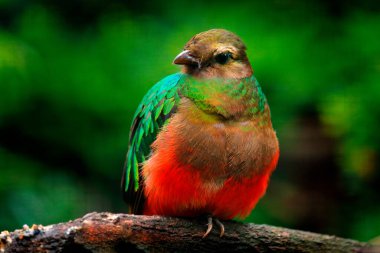 Altın başlı Quetzal, Pharomachrus Auriceps, Ekvador. Karanlık tropikal ormandan sihirli renkli bir kuş.